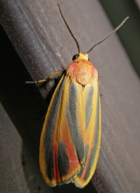 Painted Lichen Moth Painted Lichen Moth